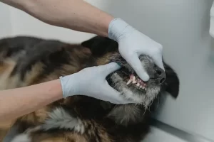 Radimo pranje zuba kod pasa
