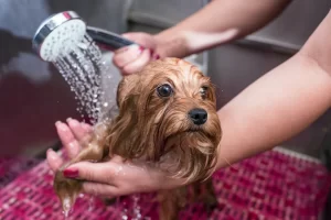 kupanje pasa, kako okupati psa kod kuce kao profesionalac
