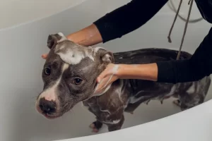 kupanje velikog psa kod kuce