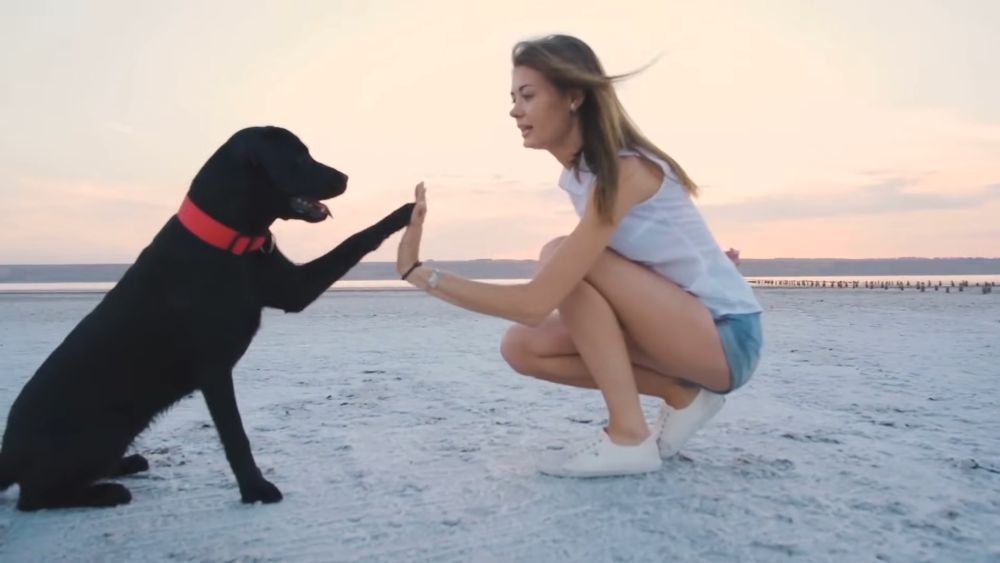 lABRADOR RETRIVER